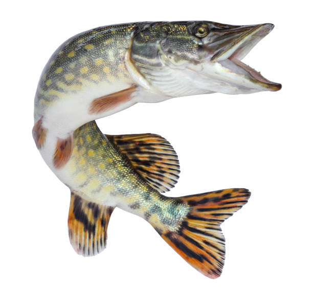 Fish pike isolated. Freshwater alive river fish with scales Fish pike isolated. Freshwater alive river fish with scales ray finned fish stock pictures, royalty-free photos & images