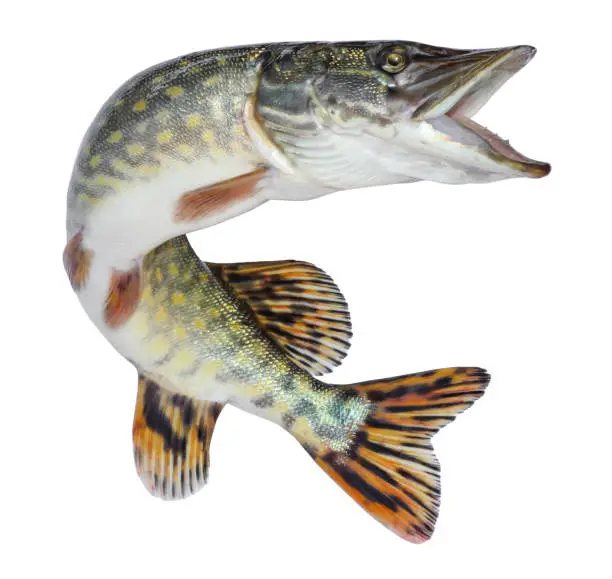 Photo of Fish pike isolated. Freshwater alive river fish with scales