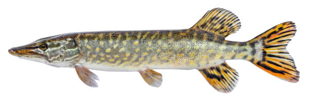 istock Raw fish pike isolated. Freshwater alive river fish with scales. Side view 1139333899