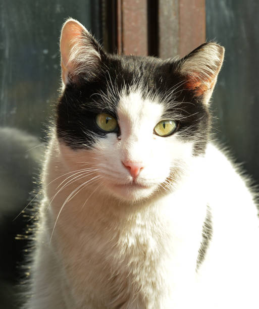 istock portrait of a cat 1139334192