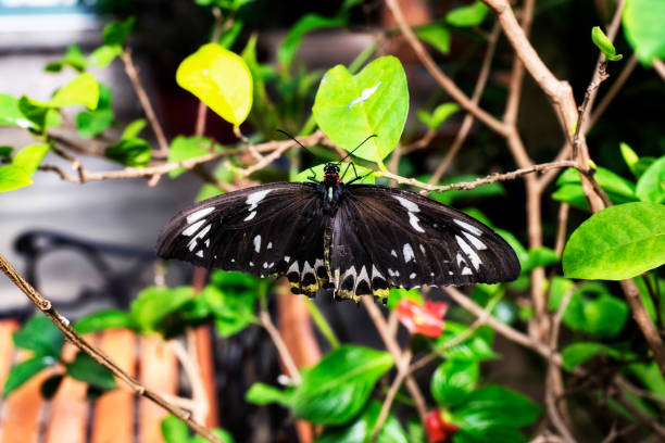istock Female Cairns Birdwing Butterfly 1139334707
