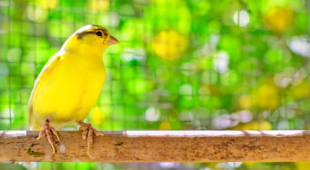 istock Canary bird perched on a wooden stick against lemon trees 1139335710