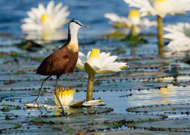 istock African Jacana walking on water lily pads 1139335731