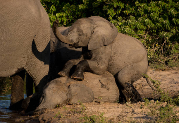 istock Baby elephant playing standing on other elephant 1139335770