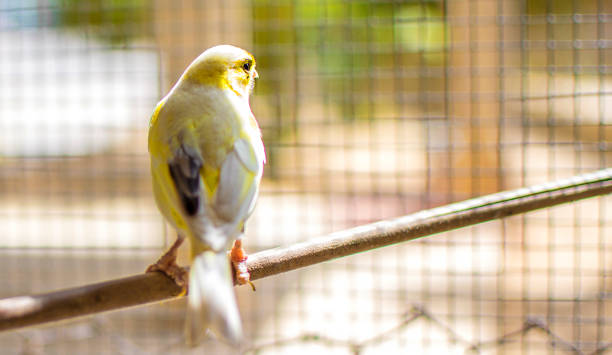 istock Canary bird perched on a wooden stick against lemon trees 1139335781
