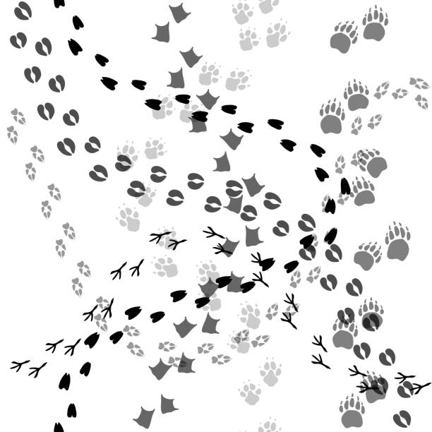 ilustrações de stock, clip art, desenhos animados e ícones de animal and bird trace steps black imprints, seamless pattern on white - bird footprint