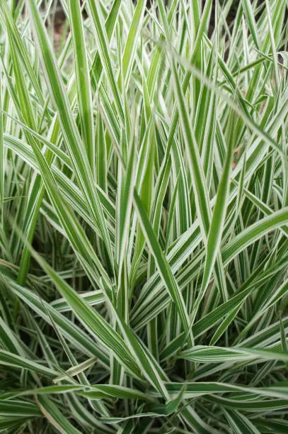 Phalaris arundinacea or reed canary grass vertical