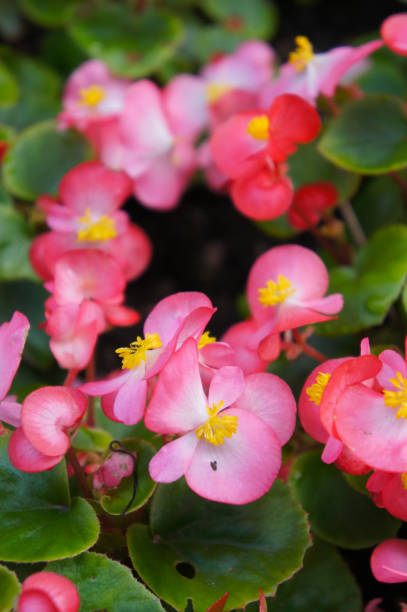 istock Begonia semperflorens red flowers with green 1139336678