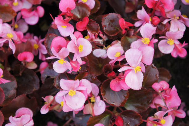 istock Begonia semperflorens pink flowers 1139336697