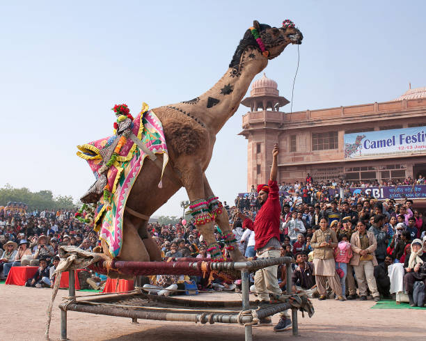 인도 라자 스 탄 축제에서 낙 타 춤 - pushkar camel fair 뉴스 사진 이미지