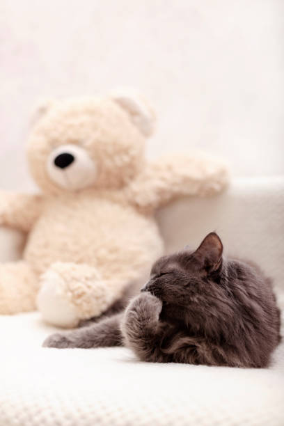 istock Beautiful gray fluffy cat sleeping on the couch. 1139337585