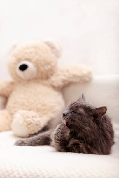 istock Beautiful gray fluffy cat sleeping on the couch. 1139337589