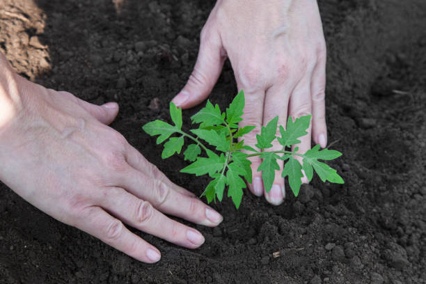 istock Planting tomatoes in the soil 1139337886