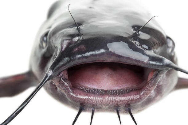 Mouth catfish Open mouth the channel catfish close up with clipping paths sheatfish stock pictures, royalty-free photos & images