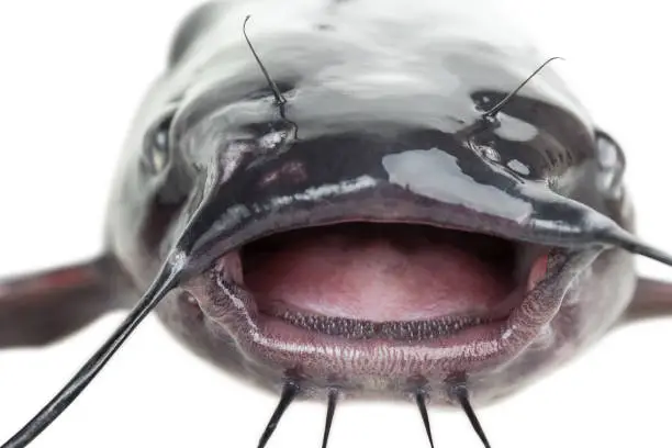 Photo of Mouth catfish