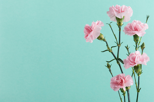 Bunch of pink carnations on mint green background, soft pastel colors