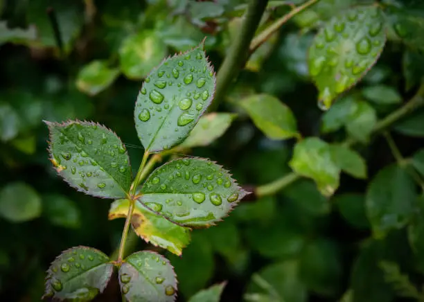 Closeup of rose leaves with raindrops