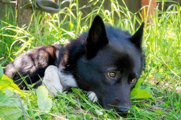 istock Black dog with sad eyes lying on the grass. 1139339772