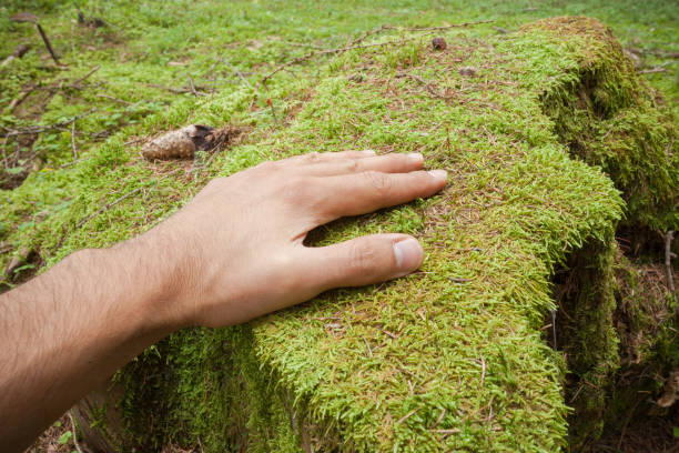 istock caressing a surface of green moss with an hand inside the forest 1139340263