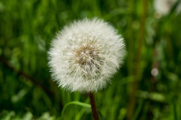 istock Mature fluffy white dandelionin grass. 1139340403