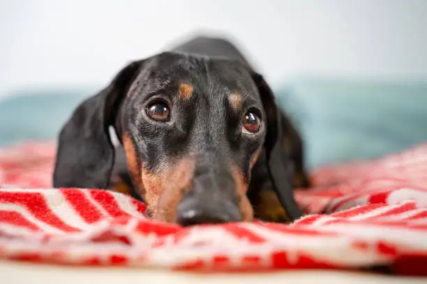 funny young dachshund, black and tan,  lying covered in throw blanket and falling asleep.