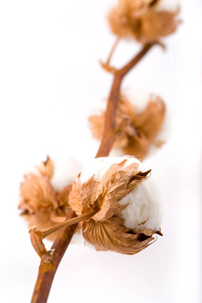 istock Cotton blossoms isolated on white with depth of field 1139343987