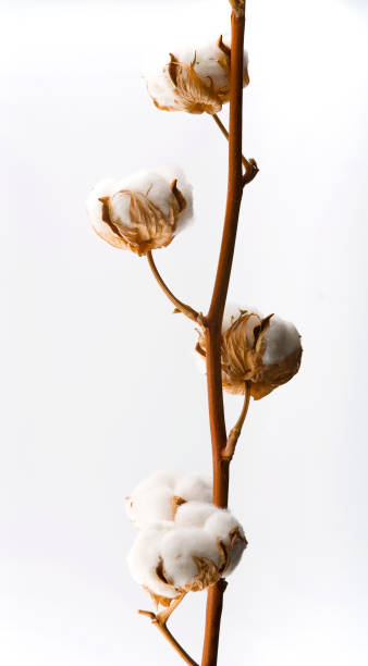 istock Cotton blossoms isolated on white with depth of field 1139344045