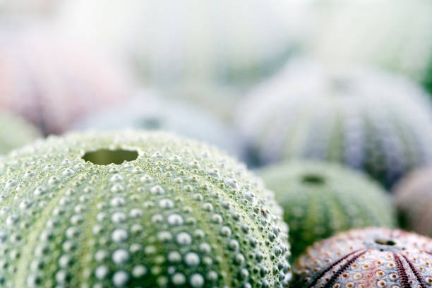 istock Sea urchin isolated on white close-up 1139344079