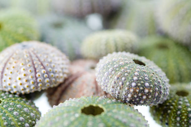istock Sea urchin isolated on white close-up 1139344118