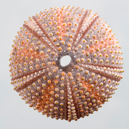 Isolated sea urchin with depth of field