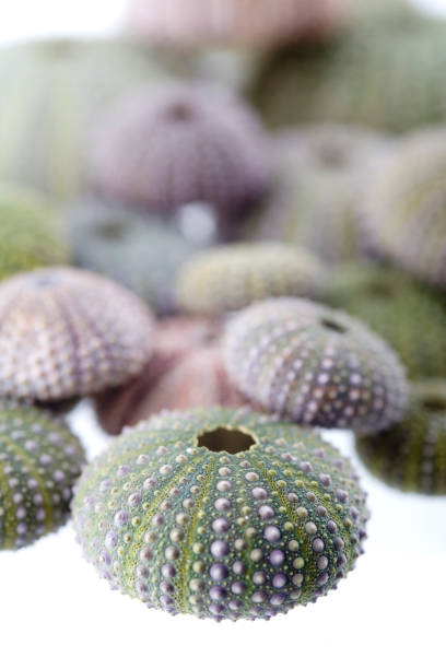 istock Sea urchin isolated on white close-up 1139344211
