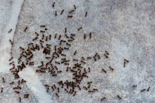 ants on the floor inside house. beetles eat on the floor in the apartment. - colony swarm of insects pest animal imagens e fotografias de stock