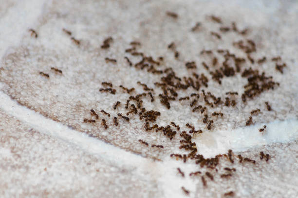 Ants on the floor inside house. Beetles eat on the floor in the apartment. Ants on the floor inside house. A path of colony black and brown ants. Many beetles eat on the floor in the apartment. ant stock pictures, royalty-free photos & images