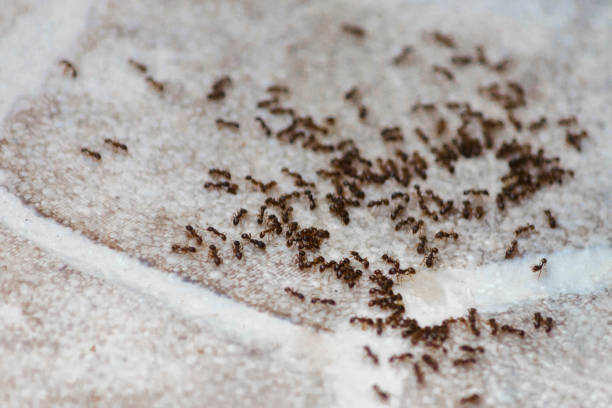 ants on the floor inside house. beetles eat on the floor in the apartment. - colony swarm of insects pest animal imagens e fotografias de stock