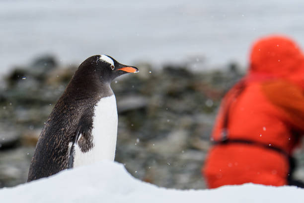 istock Antarctic Wildlife Expedition 1139346504