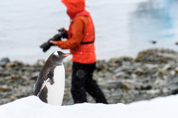 istock Antarctic Wildlife Expedition 1139346508