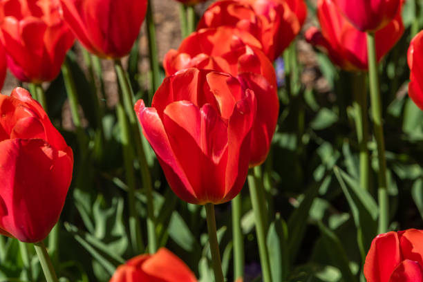 istock Gorgeous bright red tulips in springtime, Southern California 1139346721