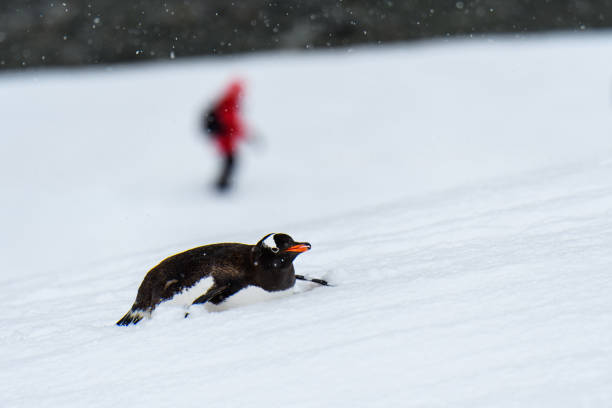 南極野生動物探検隊 - penguin walking water adult ストックフォトと画像