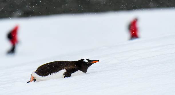 南極野生動物探検隊 - penguin walking water adult ストックフォトと画像