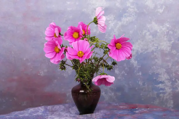 Cosmea - beautiful garden flowers