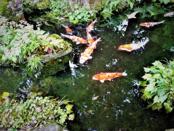 Gold fishes.