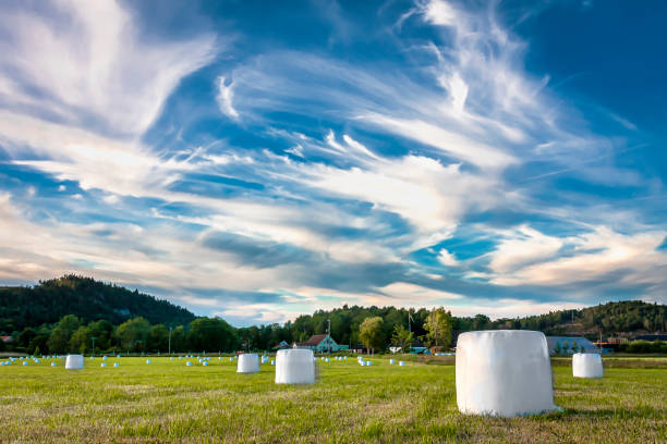 bolas de ensilaje contra el cielo azul vibrante - silage field hay cultivated land fotografías e imágenes de stock