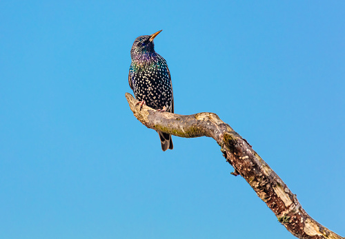 Starling in birchtree . Vibrant background