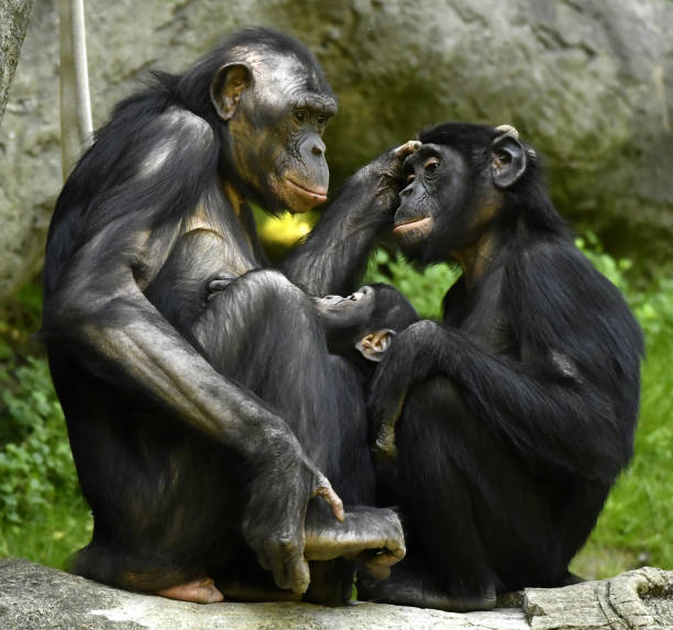 Bonobo Mother with son and daughter