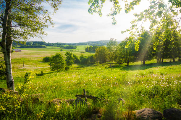 スウェーデンの夏の風景 - grass lake ストックフォトと画像