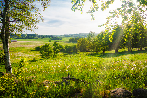 Summer landscape scenery with birch trees, gossamer light and romantic emotional light