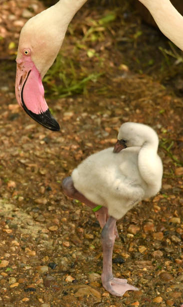 istock Flamingo Chick with Parents head 1139353167