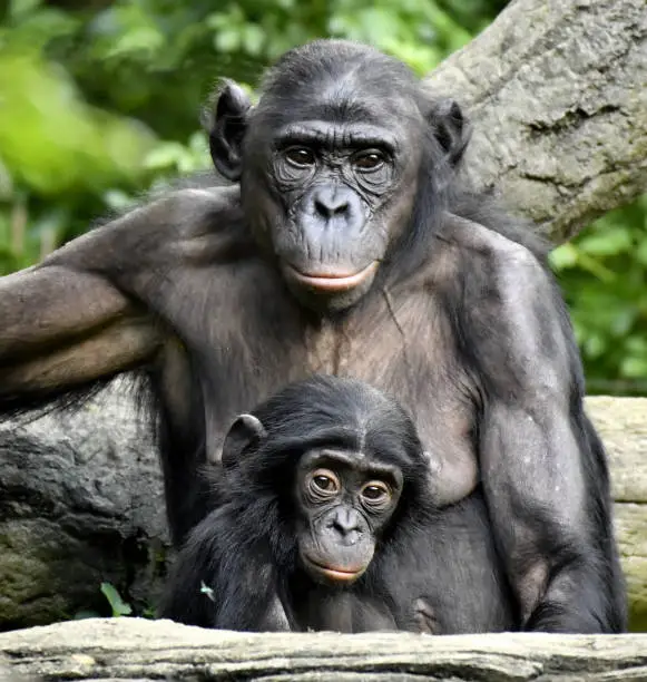 Bonobo Baby and Mom