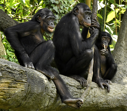 Madre Bonobo con hijo e hija photo