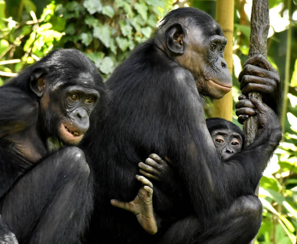 istock Bonobo Mother with son and daughter 1139354534
